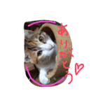 三毛猫 ひめ（個別スタンプ：13）