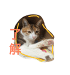 三毛猫 ひめ（個別スタンプ：14）