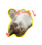 三毛猫 ひめ（個別スタンプ：15）