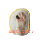 三毛猫 ひめ（個別スタンプ：16）