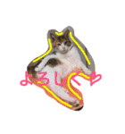 三毛猫 ひめ（個別スタンプ：18）