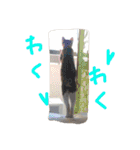 三毛猫 ひめ（個別スタンプ：19）
