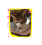 三毛猫 ひめ（個別スタンプ：21）