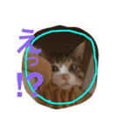 三毛猫 ひめ（個別スタンプ：23）