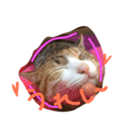 三毛猫 ひめ（個別スタンプ：24）