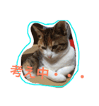 三毛猫 ひめ（個別スタンプ：25）