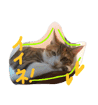 三毛猫 ひめ（個別スタンプ：26）