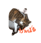 三毛猫 ひめ（個別スタンプ：27）