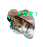 三毛猫 ひめ（個別スタンプ：28）