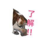 三毛猫 ひめ（個別スタンプ：29）