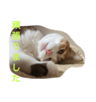 三毛猫 ひめ（個別スタンプ：31）