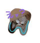 三毛猫 ひめ（個別スタンプ：32）