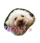 ラテポンポン（個別スタンプ：1）