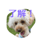ラテポンポン（個別スタンプ：7）