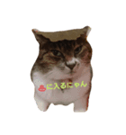 にゃんこ哲太（個別スタンプ：3）