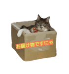 にゃんこ哲太（個別スタンプ：4）