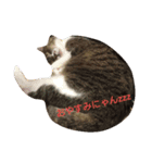 にゃんこ哲太（個別スタンプ：6）