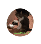 にゃんこ哲太（個別スタンプ：7）
