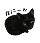 くろねこ〜Happy black cat〜（個別スタンプ：5）