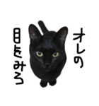 くろねこ〜Happy black cat〜（個別スタンプ：10）