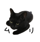 くろねこ〜Happy black cat〜（個別スタンプ：11）