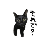 くろねこ〜Happy black cat〜（個別スタンプ：13）
