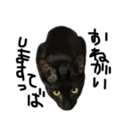 くろねこ〜Happy black cat〜（個別スタンプ：18）