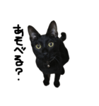 くろねこ〜Happy black cat〜（個別スタンプ：20）