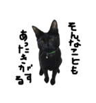 くろねこ〜Happy black cat〜（個別スタンプ：21）
