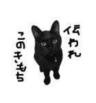 くろねこ〜Happy black cat〜（個別スタンプ：22）