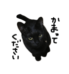 くろねこ〜Happy black cat〜（個別スタンプ：23）