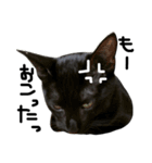 くろねこ〜Happy black cat〜（個別スタンプ：30）