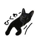 くろねこ〜Happy black cat〜（個別スタンプ：31）