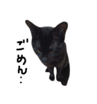 くろねこ〜Happy black cat〜（個別スタンプ：37）