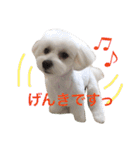 うたまるですっ2（個別スタンプ：1）