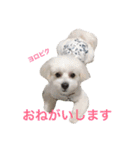 うたまるですっ2（個別スタンプ：3）