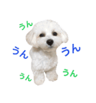 うたまるですっ2（個別スタンプ：5）