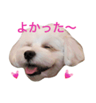 うたまるですっ2（個別スタンプ：11）