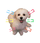 うたまるですっ2（個別スタンプ：12）