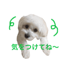 うたまるですっ2（個別スタンプ：13）