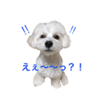 うたまるですっ2（個別スタンプ：14）