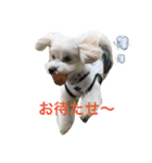 うたまるですっ2（個別スタンプ：19）