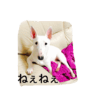 ばむの日常(ミニチュアブルテリア)（個別スタンプ：11）