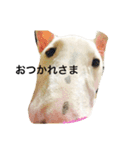 ばむの日常(ミニチュアブルテリア)（個別スタンプ：14）
