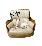 ばむの日常(ミニチュアブルテリア)（個別スタンプ：30）