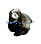 フェレッツ デイリー ライフ2（個別スタンプ：11）