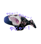 フェレッツ デイリー ライフ2（個別スタンプ：12）
