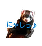 フェレッツ デイリー ライフ2（個別スタンプ：15）