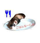 フェレッツ デイリー ライフ2（個別スタンプ：19）