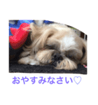 シーズー 日常（個別スタンプ：2）